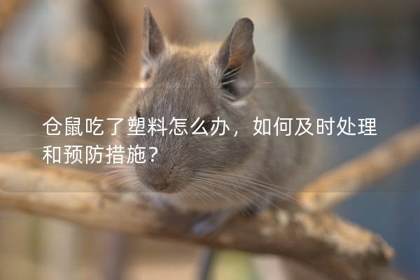 仓鼠吃了塑料怎么办，如何及时处理和预防措施？