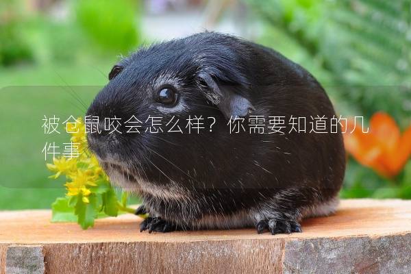 被仓鼠咬会怎么样？你需要知道的几件事