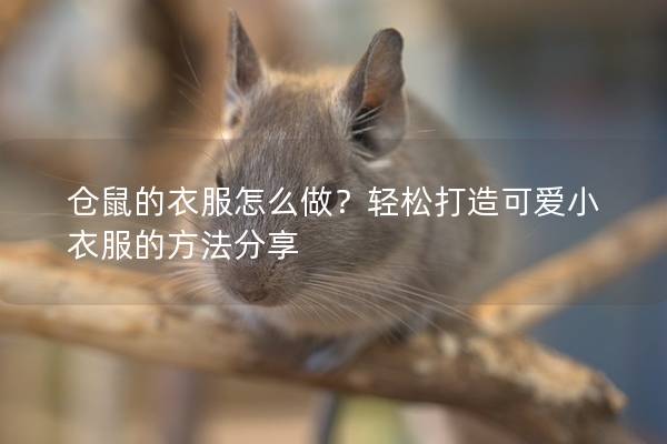 仓鼠的衣服怎么做？轻松打造可爱小衣服的方法分享