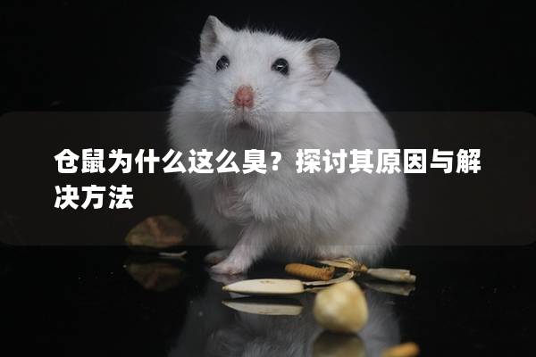 仓鼠为什么这么臭？探讨其原因与解决方法