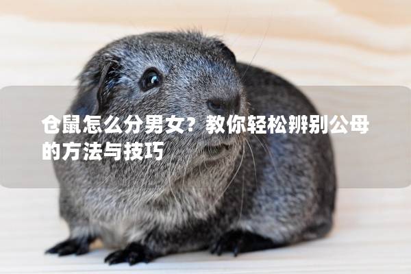仓鼠怎么分男女？教你轻松辨别公母的方法与技巧