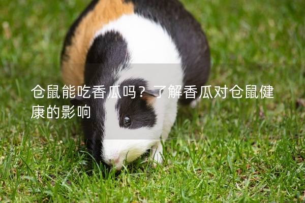 仓鼠能吃香瓜吗？了解香瓜对仓鼠健康的影响