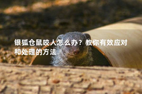 银狐仓鼠咬人怎么办？教你有效应对和处理的方法
