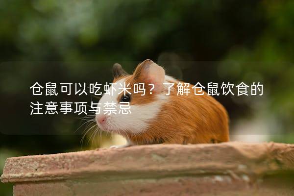 仓鼠可以吃虾米吗？了解仓鼠饮食的注意事项与禁忌