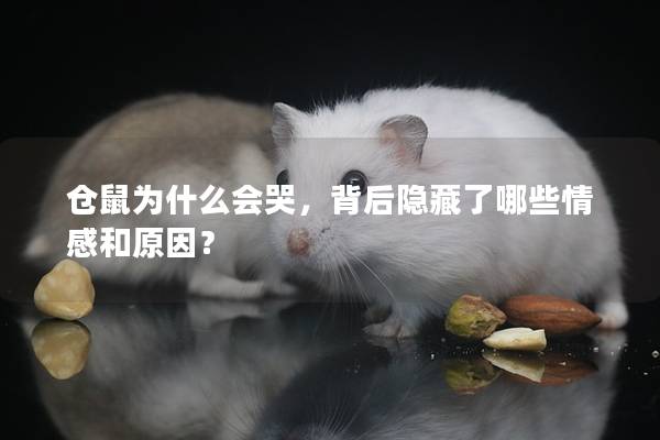 仓鼠为什么会哭，背后隐藏了哪些情感和原因？