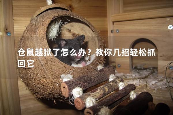 仓鼠越狱了怎么办？教你几招轻松抓回它