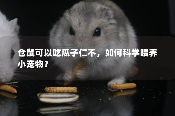 仓鼠可以吃瓜子仁不，如何科学喂养小宠物？