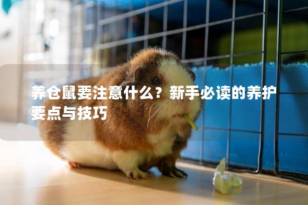 养仓鼠要注意什么？新手必读的养护要点与技巧