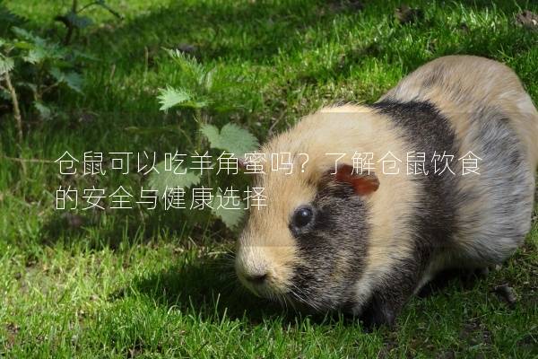 仓鼠可以吃羊角蜜吗？了解仓鼠饮食的安全与健康选择