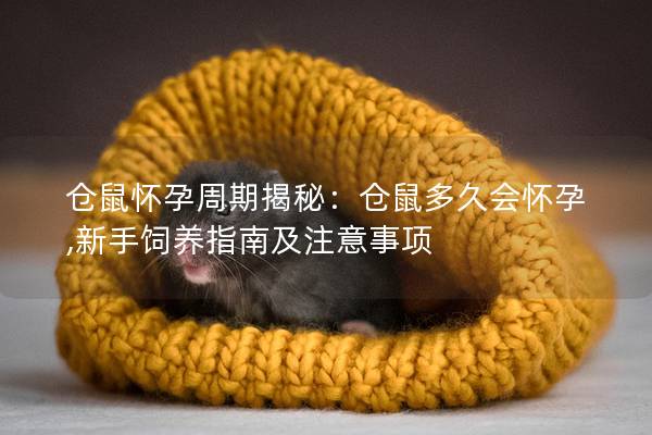 仓鼠怀孕周期揭秘：仓鼠多久会怀孕,新手饲养指南及注意事项