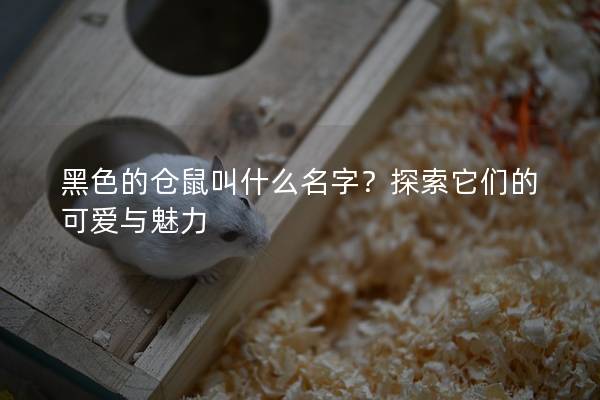 黑色的仓鼠叫什么名字？探索它们的可爱与魅力