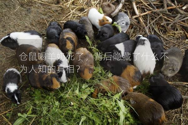 仓鼠喝羊奶死了，背后隐藏了什么不为人知的真相？