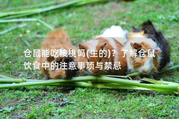仓鼠能吃核桃吗(生的)？了解仓鼠饮食中的注意事项与禁忌