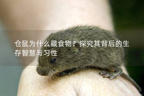 仓鼠为什么藏食物？探究其背后的生存智慧与习性
