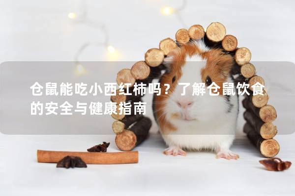 仓鼠能吃小西红柿吗？了解仓鼠饮食的安全与健康指南
