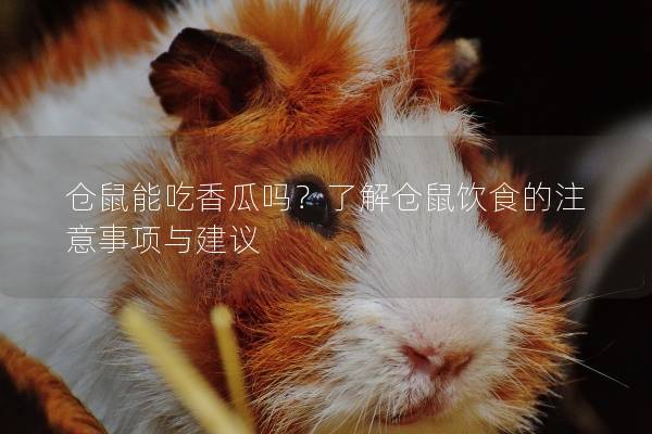 仓鼠能吃香瓜吗？了解仓鼠饮食的注意事项与建议