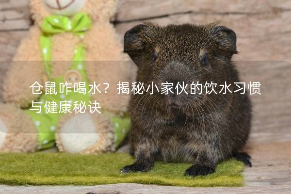 仓鼠咋喝水？揭秘小家伙的饮水习惯与健康秘诀