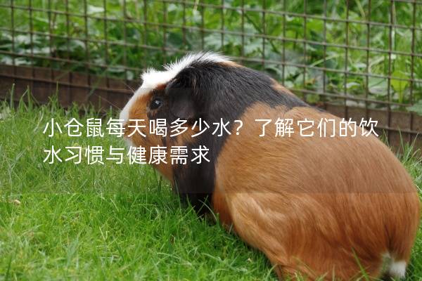小仓鼠每天喝多少水？了解它们的饮水习惯与健康需求