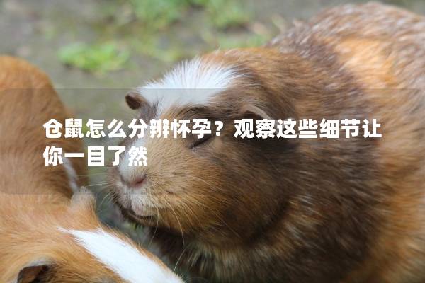 仓鼠怎么分辨怀孕？观察这些细节让你一目了然