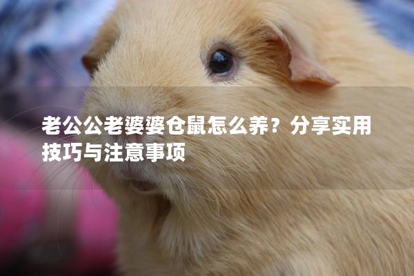 老公公老婆婆仓鼠怎么养？分享实用技巧与注意事项
