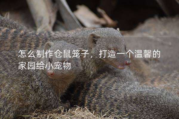 怎么制作仓鼠笼子，打造一个温馨的家园给小宠物