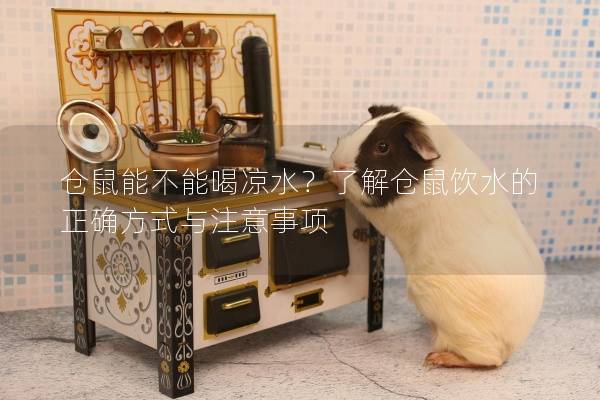 仓鼠能不能喝凉水？了解仓鼠饮水的正确方式与注意事项