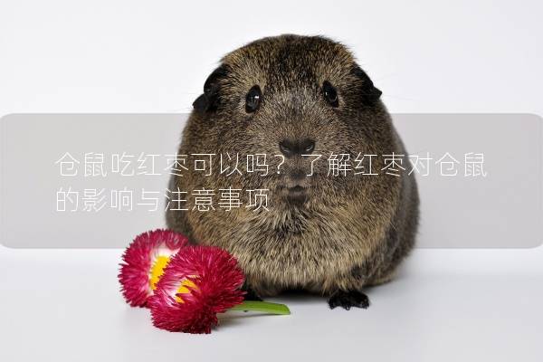 仓鼠吃红枣可以吗？了解红枣对仓鼠的影响与注意事项