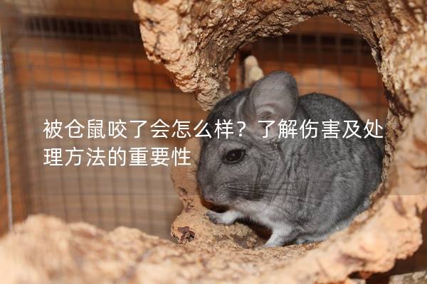 被仓鼠咬了会怎么样？了解伤害及处理方法的重要性