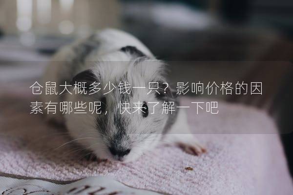 仓鼠大概多少钱一只？影响价格的因素有哪些呢，快来了解一下吧