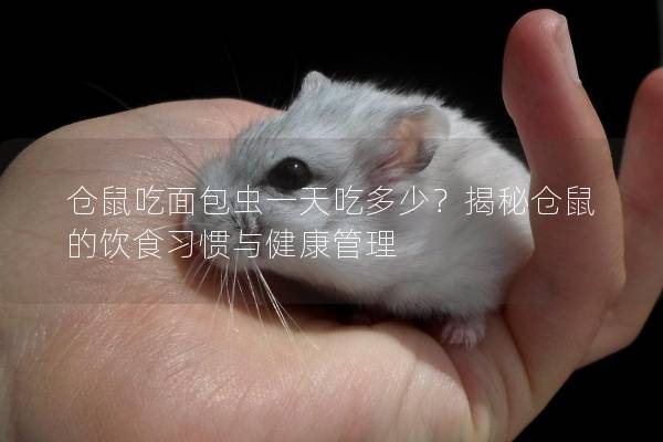 仓鼠吃面包虫一天吃多少？揭秘仓鼠的饮食习惯与健康管理