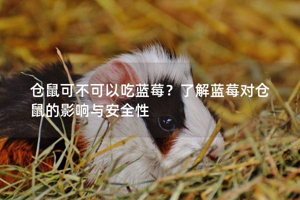 仓鼠可不可以吃蓝莓？了解蓝莓对仓鼠的影响与安全性