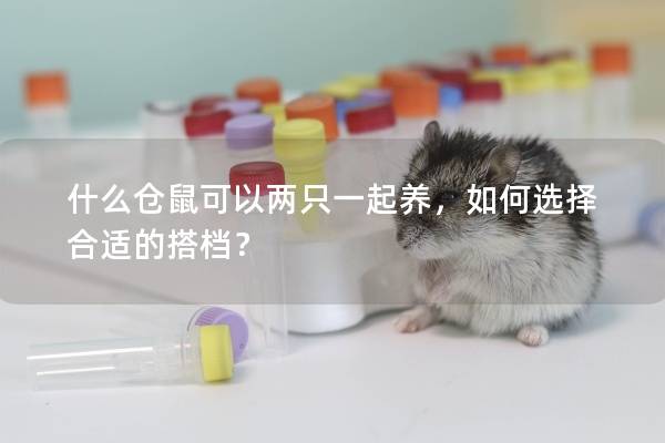 什么仓鼠可以两只一起养，如何选择合适的搭档？