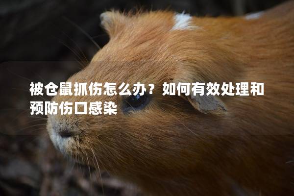 被仓鼠抓伤怎么办？如何有效处理和预防伤口感染