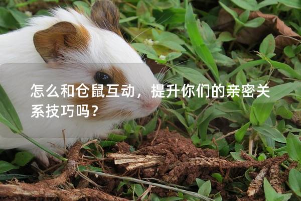 怎么和仓鼠互动，提升你们的亲密关系技巧吗？