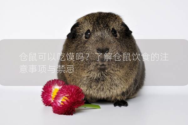 仓鼠可以吃馍吗？了解仓鼠饮食的注意事项与禁忌