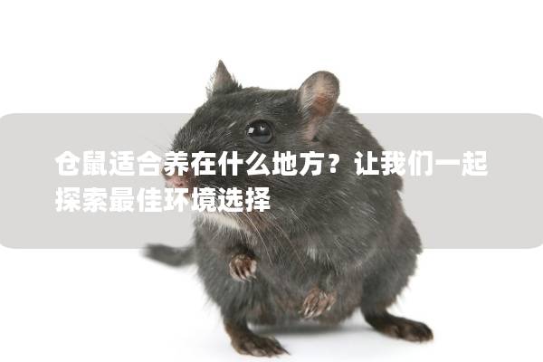 仓鼠适合养在什么地方？让我们一起探索最佳环境选择
