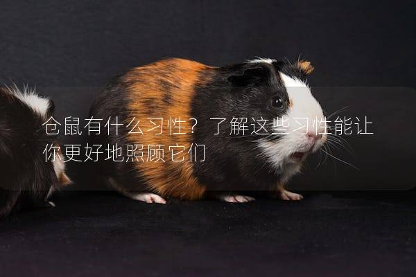 仓鼠有什么习性？了解这些习性能让你更好地照顾它们