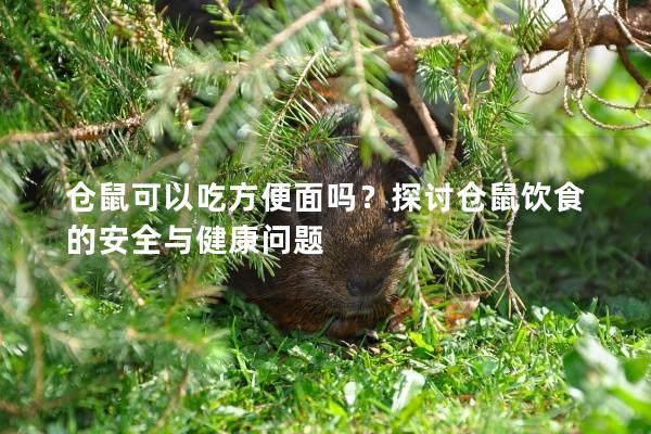 仓鼠可以吃方便面吗？探讨仓鼠饮食的安全与健康问题
