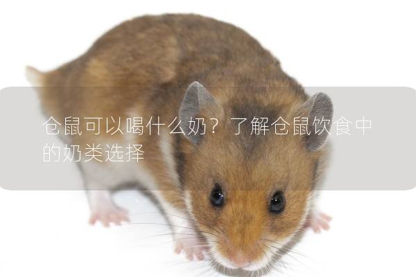 仓鼠可以喝什么奶？了解仓鼠饮食中的奶类选择