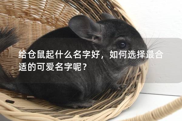 给仓鼠起什么名字好，如何选择最合适的可爱名字呢？