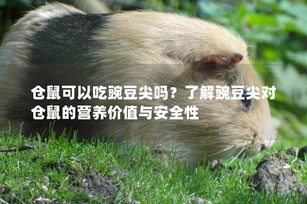 仓鼠可以吃豌豆尖吗？了解豌豆尖对仓鼠的营养价值与安全性