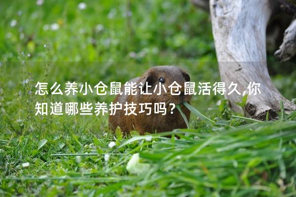 怎么养小仓鼠能让小仓鼠活得久,你知道哪些养护技巧吗？