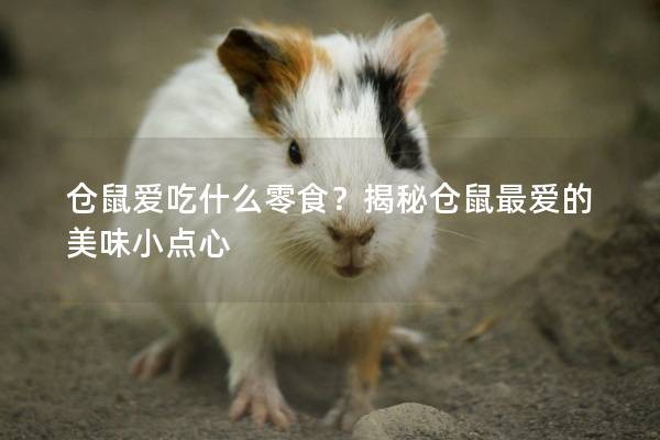 仓鼠爱吃什么零食？揭秘仓鼠最爱的美味小点心