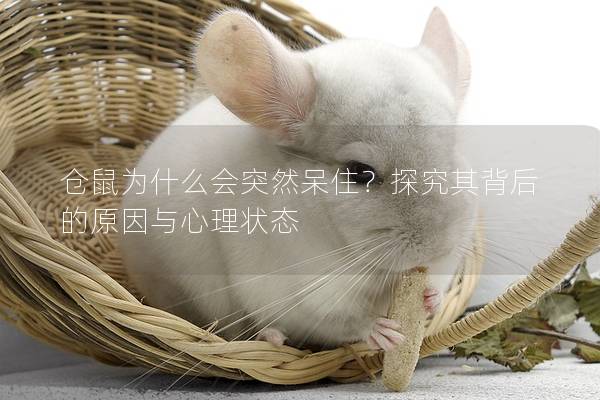 仓鼠为什么会突然呆住？探究其背后的原因与心理状态