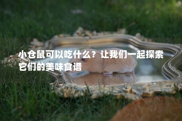小仓鼠可以吃什么？让我们一起探索它们的美味食谱
