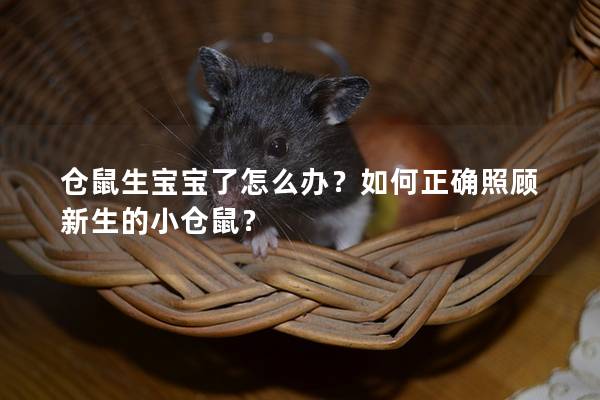 仓鼠生宝宝了怎么办？如何正确照顾新生的小仓鼠？