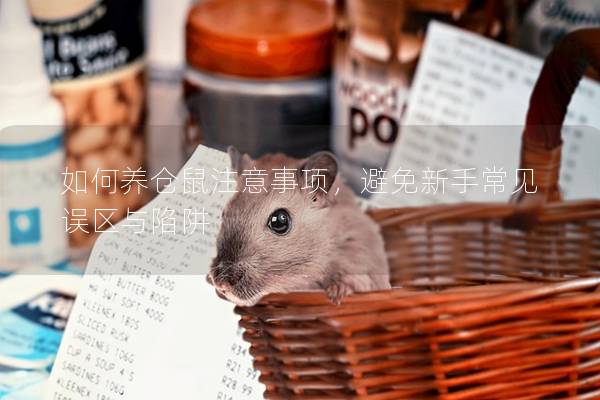 如何养仓鼠注意事项，避免新手常见误区与陷阱