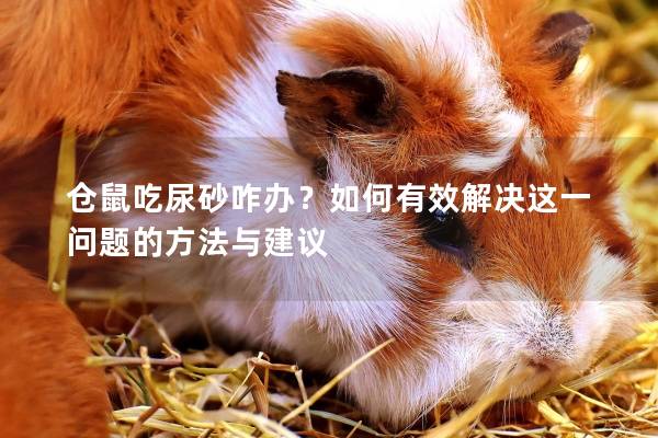 仓鼠吃尿砂咋办？如何有效解决这一问题的方法与建议