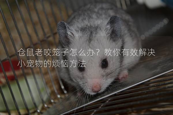仓鼠老咬笼子怎么办？教你有效解决小宠物的烦恼方法