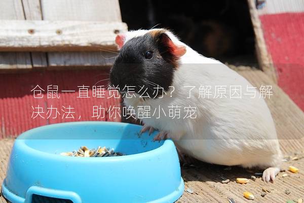 仓鼠一直睡觉怎么办？了解原因与解决办法，助你唤醒小萌宠